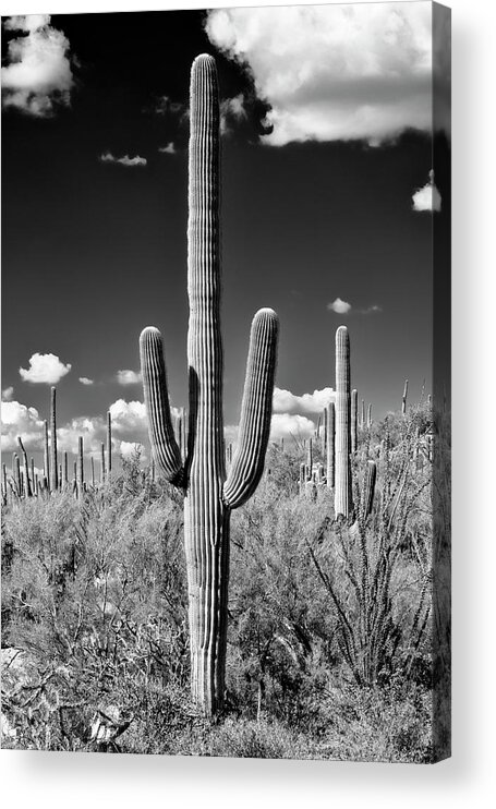 Arizona Acrylic Print featuring the photograph Black Arizona Series - Saguaro Cactus II by Philippe HUGONNARD