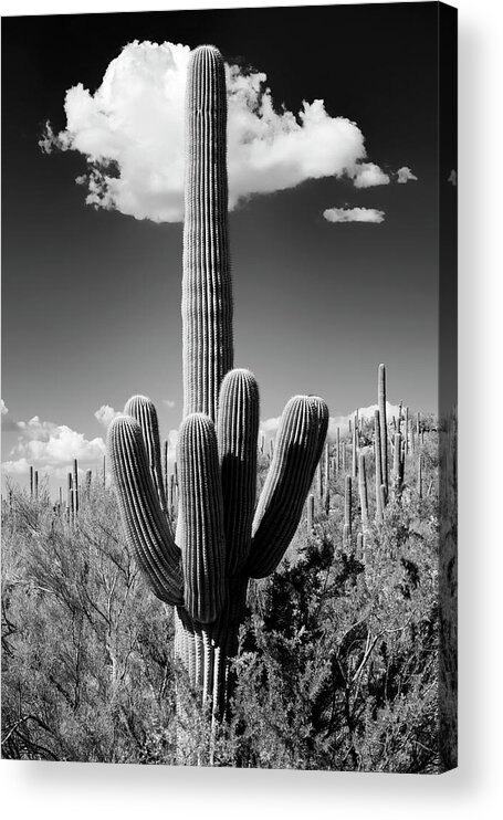 Arizona Acrylic Print featuring the photograph Black Arizona Series - The Saguaro Cactus by Philippe HUGONNARD