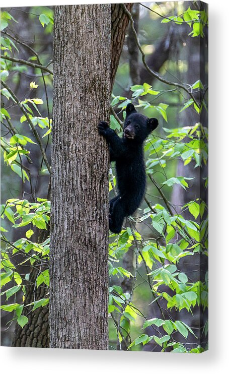 Black Bear Cub Acrylic Print featuring the photograph Black bear cub climbing up tree trunk by Dan Friend