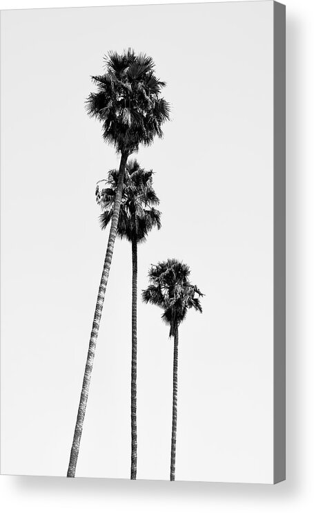 Palm Trees Acrylic Print featuring the photograph Black California Series - Hollywood Palm Trees by Philippe HUGONNARD