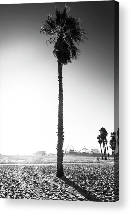 Palm Trees Acrylic Print featuring the photograph Black California Series - Santa Monica Palm Tree by Philippe HUGONNARD