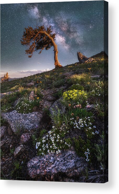 Colorado Acrylic Print featuring the photograph Blooming Milky Way by Darren White