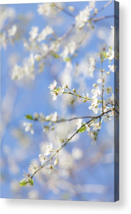 Blossom Acrylic Print featuring the photograph Blossom and Blue Skies by Anita Nicholson