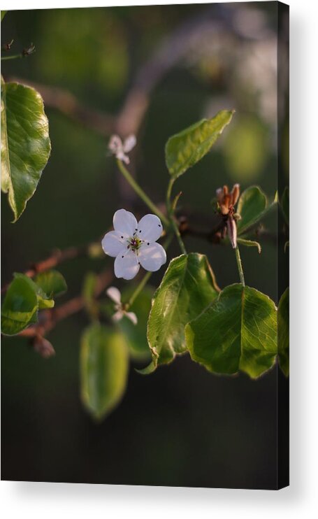 Spring Acrylic Print featuring the photograph Blossom by Stephanie Hollingsworth