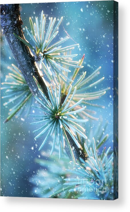 Public Gardens Acrylic Print featuring the photograph Blue Atlas Cedar Branch Dressed for Winter by Anita Pollak