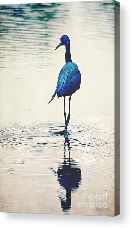 Heron Acrylic Print featuring the photograph Blue Evening by Hilda Wagner