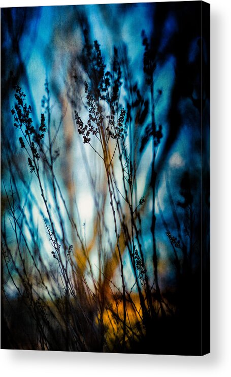 Plant Acrylic Print featuring the photograph Blue mood by Yasmina Baggili