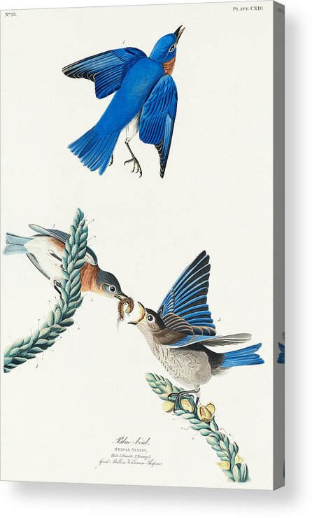 Bluebird Acrylic Print featuring the mixed media Bluebird. John James Audubon by World Art Collective