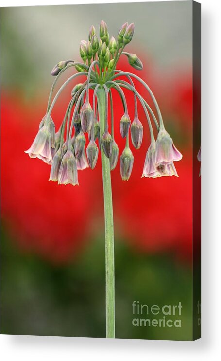 Flowers Acrylic Print featuring the photograph Bokeh Bloom by Kimberly Furey