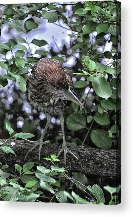 Bird Acrylic Print featuring the photograph Botaurus lentiginosus by Mike Martin