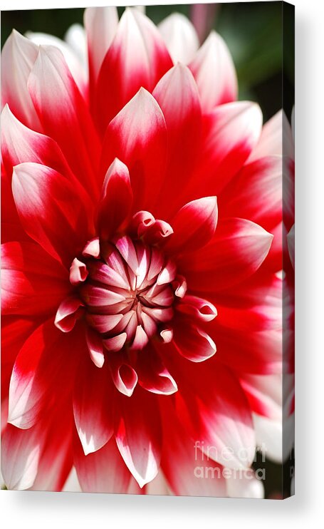 Barbershop Flower Acrylic Print featuring the photograph Bould Dahlia Red White by Joy Watson