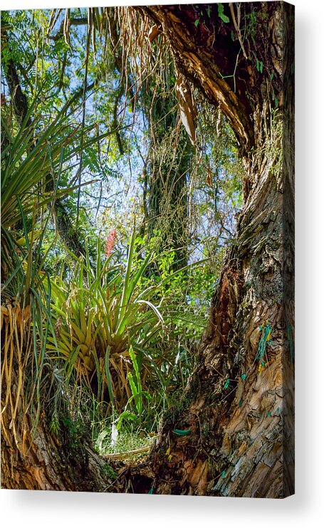 Scenics Acrylic Print featuring the photograph Bromeliaceae. Plants in the Bromeliaceae are widely represented in their natural climates across the Americas. by CRMacedonio