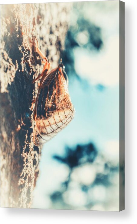 Brood X Acrylic Print featuring the photograph Brood X Cicada 2021 - 17 year Periodical by Marianna Mills