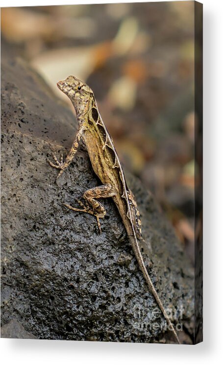 Brown Anole Acrylic Print featuring the photograph Brown Anole Female Portrait by Nancy Gleason