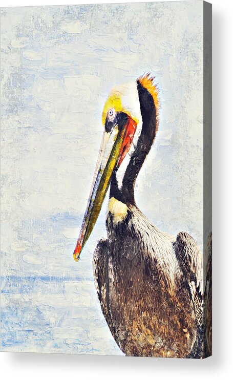 Pelican Acrylic Print featuring the digital art Brown Pelican by Bonny Puckett