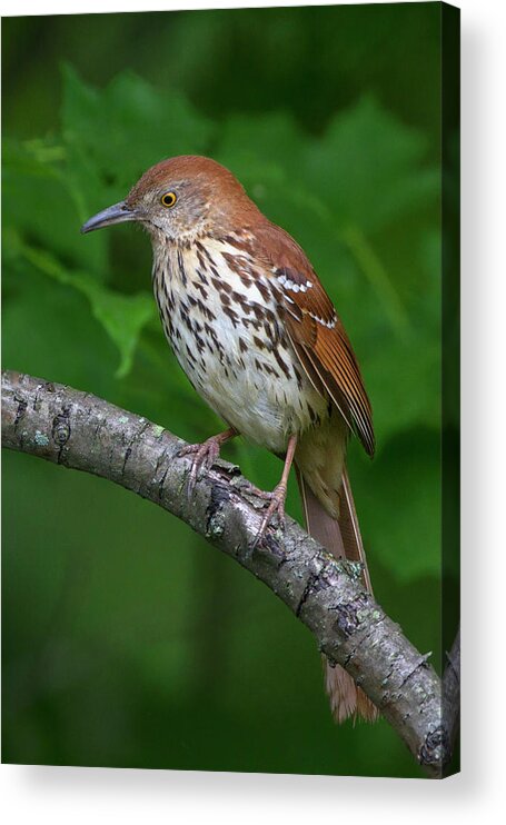 Brown Thrasher Acrylic Print featuring the photograph Brown Thrasher by Timothy McIntyre