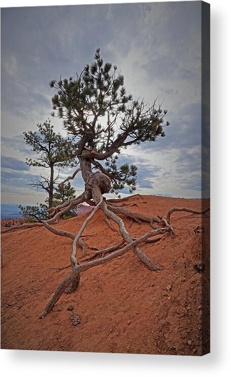 Bryce Canyon National Park Acrylic Print featuring the photograph Bryce Canyon National Park - Fighting to Stay Rooted by Yvonne Jasinski