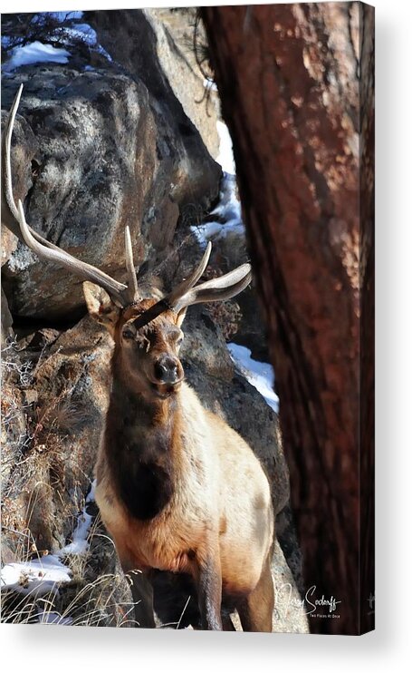 Elk Acrylic Print featuring the photograph Bull Elk Listening DS by Jerry Sodorff