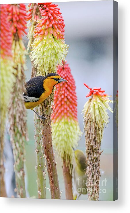 Kmaphoto Acrylic Print featuring the photograph Bullock's Oriole Pair by Kristine Anderson
