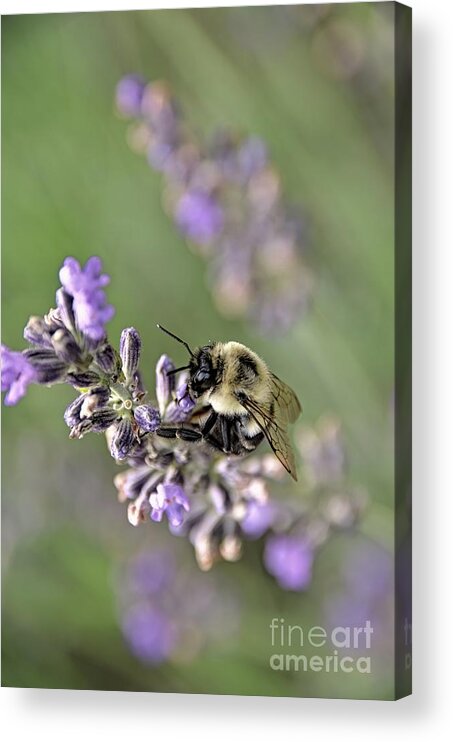Bee Acrylic Print featuring the photograph Bumblebee On The Lavender Field 3 by Andrea Anderegg
