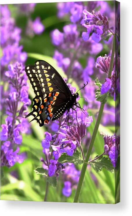Butterfly Acrylic Print featuring the photograph Butterfly - American Swallowtail on Kit Cat Flowers by Mike Savad