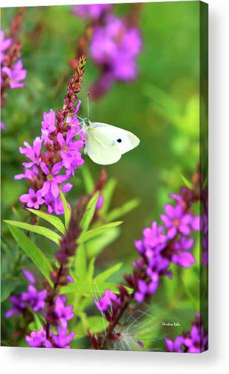 Butterfly Acrylic Print featuring the photograph Butterfly And Bouquet by Christina Rollo