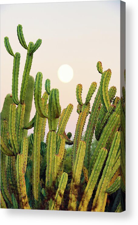Botanic Acrylic Print featuring the photograph Cacti Cactus Collection - Moon Sunset by Philippe HUGONNARD