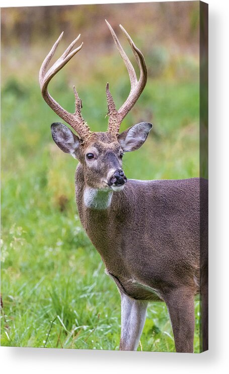  Acrylic Print featuring the photograph Cade's Cove Buck by Jim Miller