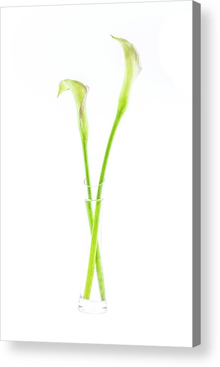 Calla Acrylic Print featuring the photograph Calla lily in glass vase by Viktor Wallon-Hars