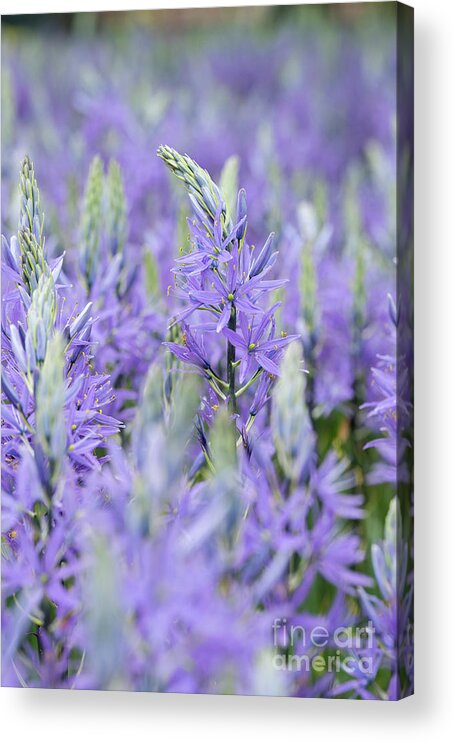 Camassia Acrylic Print featuring the photograph Camassia Flowers by Tim Gainey
