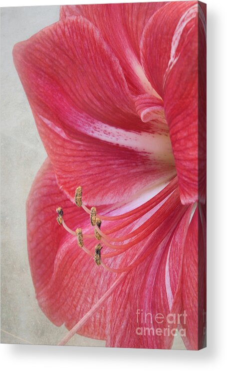 Candy Cane Acrylic Print featuring the photograph Candy Cane Amaryllis by Amy Dundon