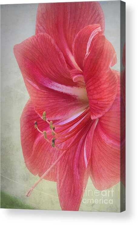 Candy Cane Acrylic Print featuring the photograph Candy Cane Flower by Amy Dundon