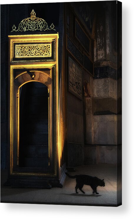 Cat Acrylic Print featuring the photograph Cat at Hagia Sofia by Louise Tanguay