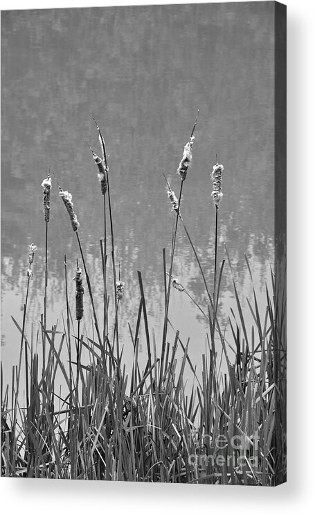 Cattails Acrylic Print featuring the photograph Cattails by Phil Perkins