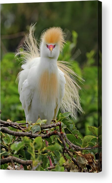 Cattle Egret Acrylic Print featuring the photograph Cattle Egret Fluff by Jennifer Robin