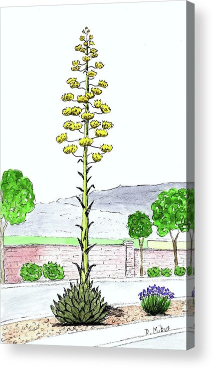 Watercolor And Ink Acrylic Print featuring the painting Century Plant by Donna Mibus