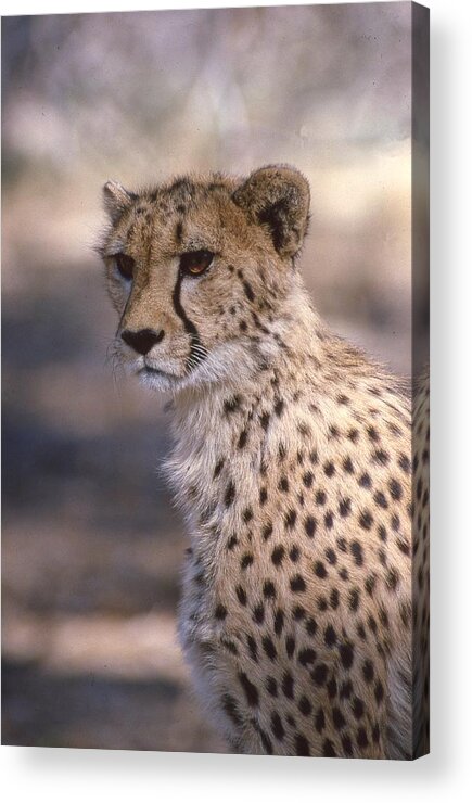 Cheetah Acrylic Print featuring the photograph Cheetah Staring by Russel Considine