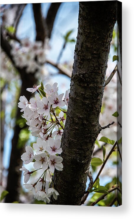 Cherry Blossoms Acrylic Print featuring the photograph Cherry Blossoms - 22 by David Bearden