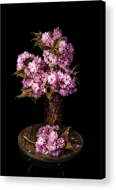 Pink Acrylic Print featuring the photograph Cherry Blossoms by Judi Kubes