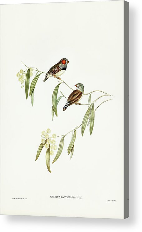 Chestnut-eared Finch Acrylic Print featuring the drawing Chestnut-eared Finch, Amadina castanotis by John Gould