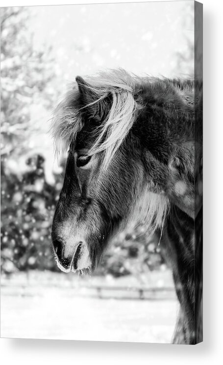 Horse Acrylic Print featuring the photograph Chestnut Horse in The Snow - Black and White by Nicklas Gustafsson