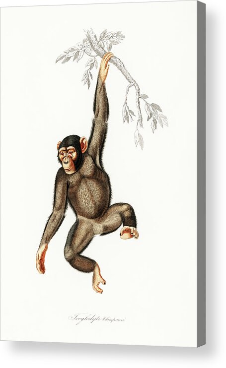 Chimpanzee Acrylic Print featuring the drawing Chimpanzee #1 by Charles Dessalines D'Orbigny
