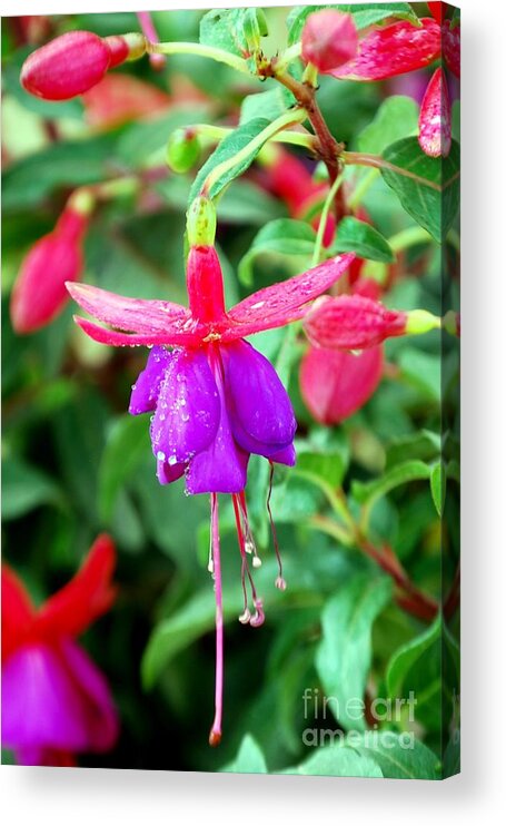 Flower Acrylic Print featuring the photograph Chinese Lantern by Nancy Bradley