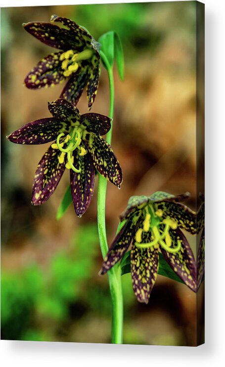 Catherine Creek Acrylic Print featuring the photograph Trio of Chocolate Orchids by Leslie Struxness