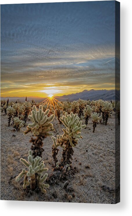 Cholla Acrylic Print featuring the photograph Cholla Cactus Delight by George Buxbaum