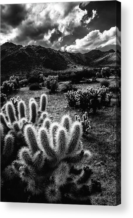 Black And White Acrylic Print featuring the photograph Cholla Lights by Laura Roberts