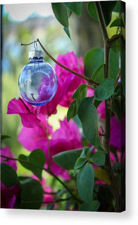 Bougainvillea Spectabilis Acrylic Print featuring the photograph Christmas Ornament in the Bougainvillea by W Craig Photography