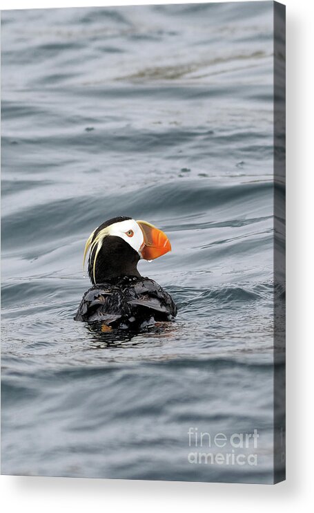 Puffin Acrylic Print featuring the photograph Clown Bird Puffin by Natural Focal Point Photography