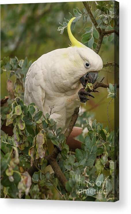 Wildlife Acrylic Print featuring the photograph Cockatoo 10 by Werner Padarin