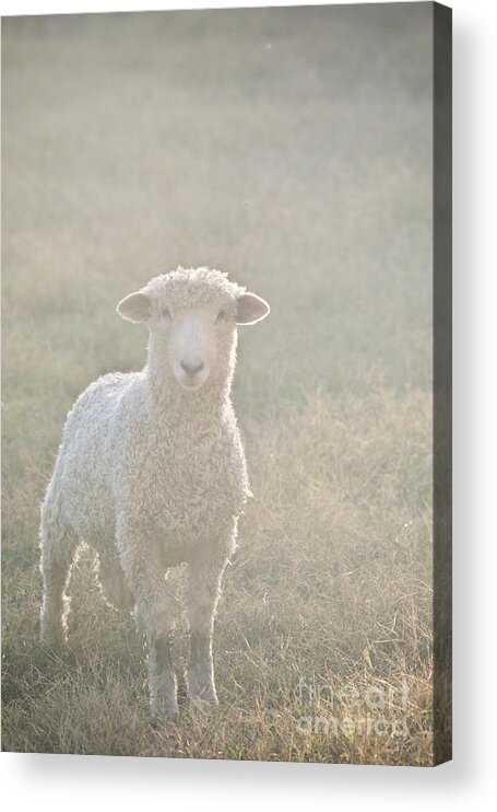 Colonial Williamsburg Acrylic Print featuring the photograph Colonial Sheep in Soft Light by Rachel Morrison